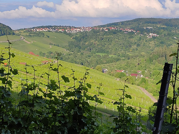Blick über Weinberge und grüne Hügel.